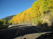 yellow_aspens