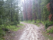 bumpy_trail