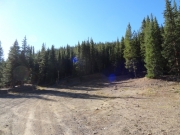 into_the_trees