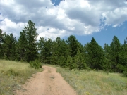 into_the_trees