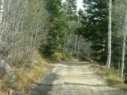 bare_aspens
