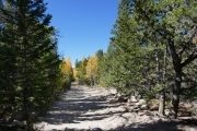 aspens_and_pines