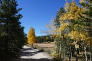 aspens_turning