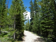 green_trees