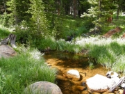 stream