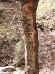 tree_marked_with_paint