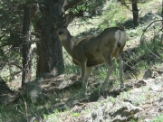 deer_near_the_trailhead