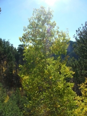 aspen_tree_part_1