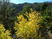aspen_tree_part_2