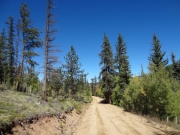 tall_pines