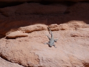 lizard
