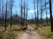black_trees