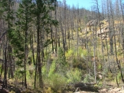 burned_trees
