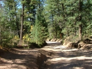live_pine_trees