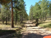 through_trees