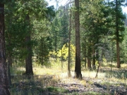 yellow_aspen