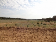cow_prints