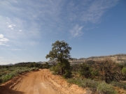 lone_tree