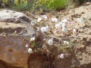 white_flowers