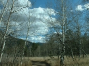 aspens
