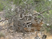 cabin_with_a_tree_in_it