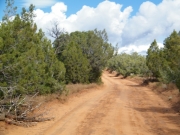 through_trees