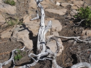 dried_branch