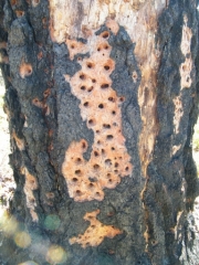 woodpecker_damage