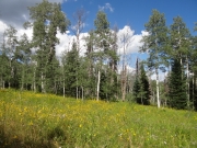 flowers_and_aspens