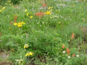 wild_flowers_part_4