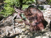ancient_wreck