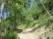 shelf_road_through_aspens