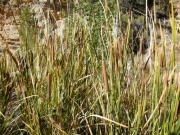 cattails