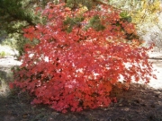 maple