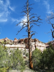 old_tree