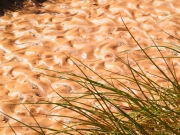 waves_in_mud