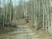 through_the_aspens