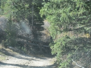 fallen_trees