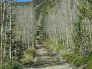 no_aspen_leaves
