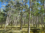 aspens_part_2