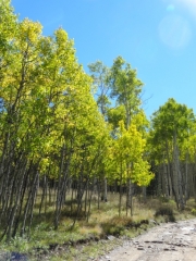 aspens_part_3