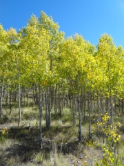 aspens_part_4