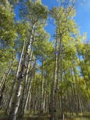 aspens_part_5