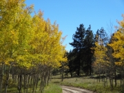aspens_part_6