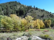 aspens_part_7