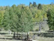fenced_aspens