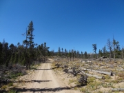 cut_trees