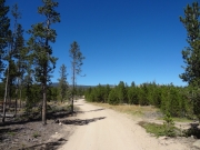 healthy_trees