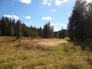 meadow
