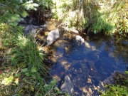 mountain_stream